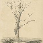 Bennett, Bessie (?). Herne's oak. 1823.