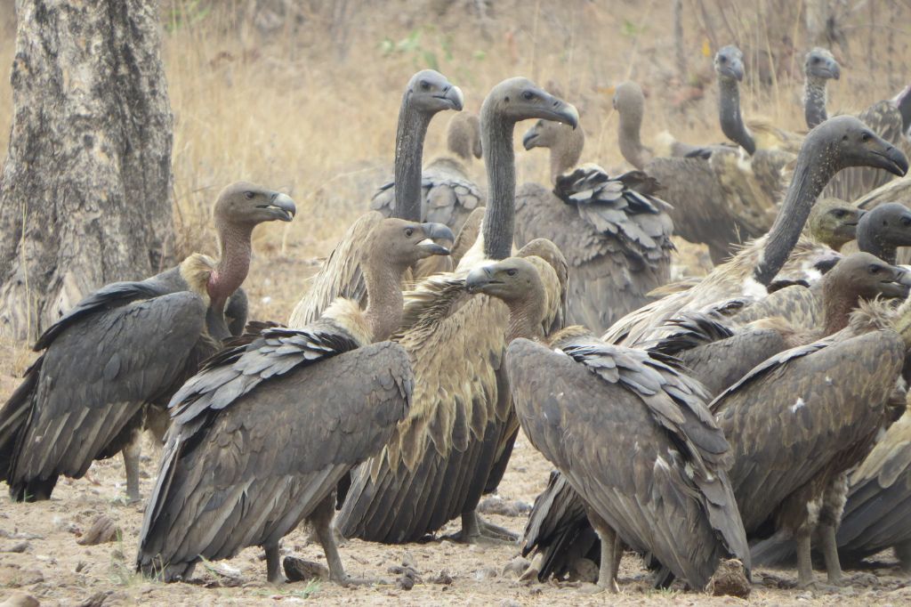 South Asian vultures and diclofenac