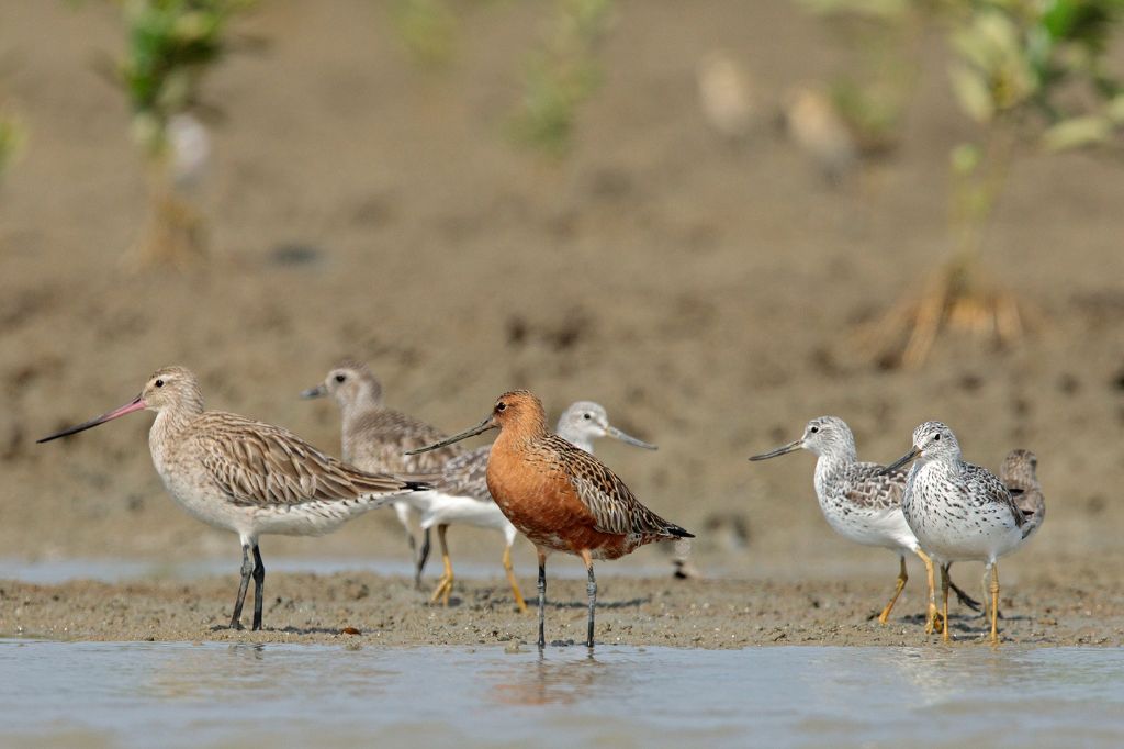 Conserving migratory waterbirds in the Yellow Sea