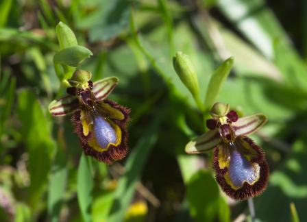 Deceived by Orchids listed in IHR top 10 articles and books from 2016