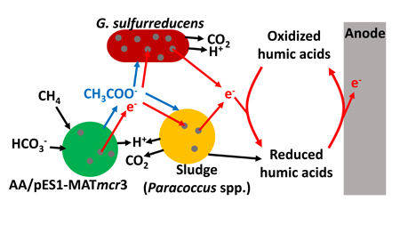 microbial-fuel-cell