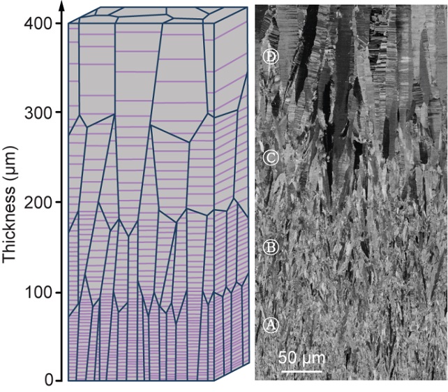 gradient nanotwinned metals - see caption