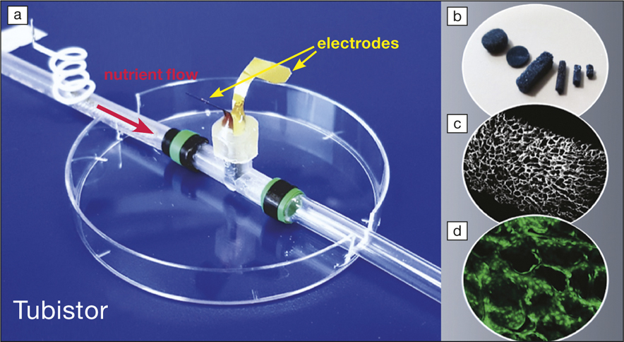 3D tubular platform monitors cell cultures- see caption