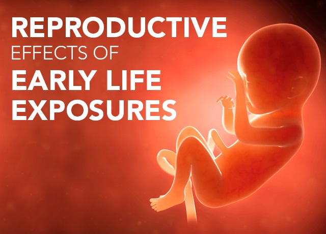 Reproductive Effects of Early Life Exposures collection