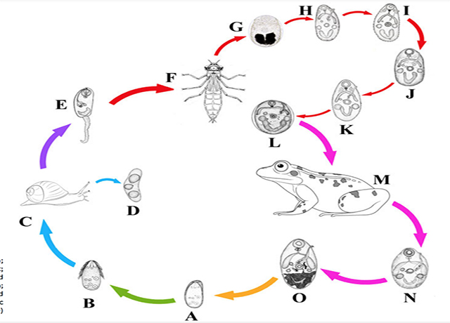 Coming full circle - Finding missing links in parasite life cycles