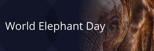 World Elephant Day